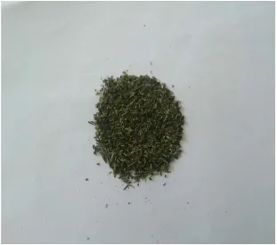 Gambar simplisia herba kurmak mbelin 