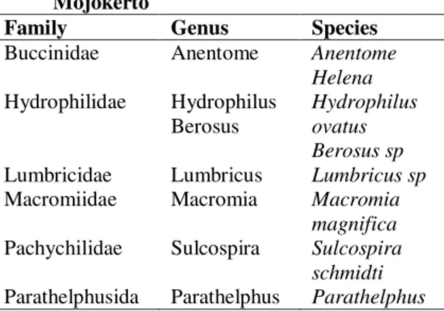 Tabel 1. Jenis Makrozoobentos yang Ditemukan  di  DAS  Brantas  Kecamatan  Ngoro  Mojokerto 