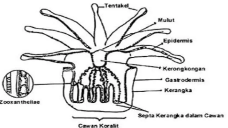 Gambar 2.1 Morfologi hewan karang (Nybakken, 1992) 