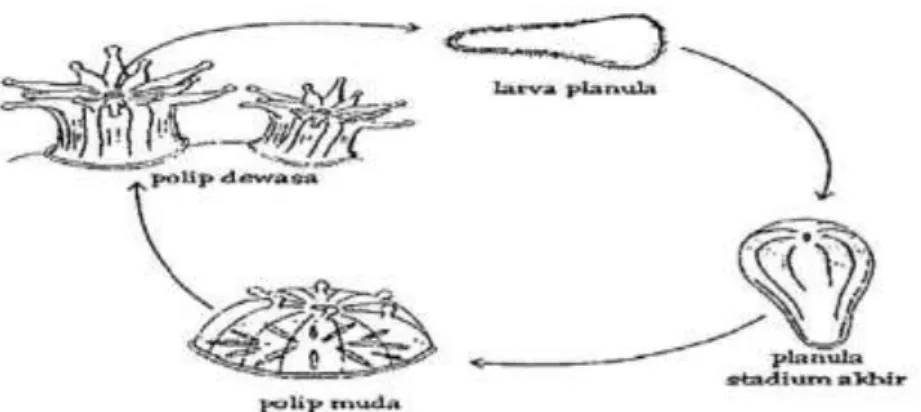 Gambar 2.2 Proses reproduksi karang secara seksual (Nybakken, 1992) 