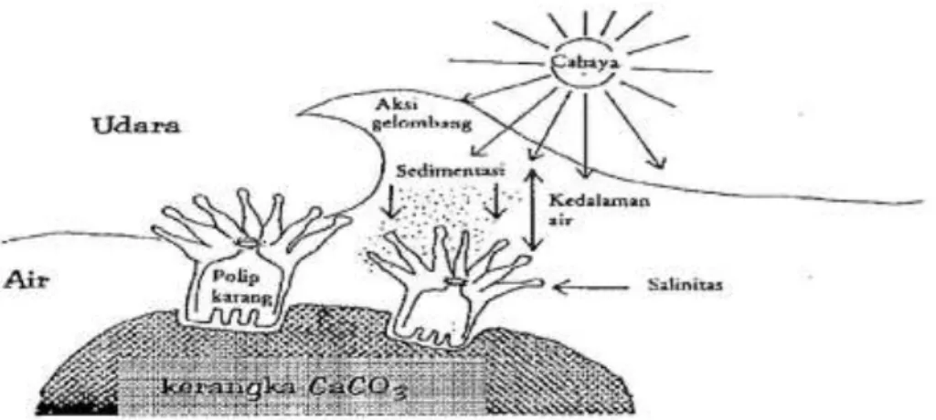Gambar 2.4 Faktor fisika yang mempengaruhi pertumbuhan terumbu karang (Nontji, 1993) 