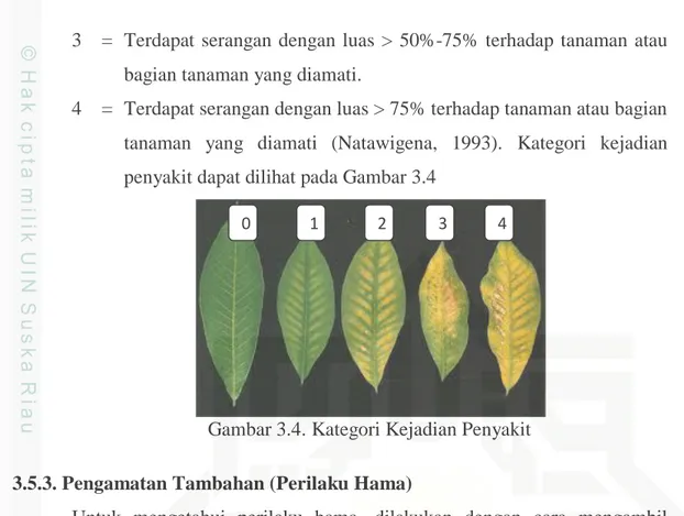 Gambar 3.4. Kategori Kejadian Penyakit  3.5.3. Pengamatan Tambahan (Perilaku Hama) 