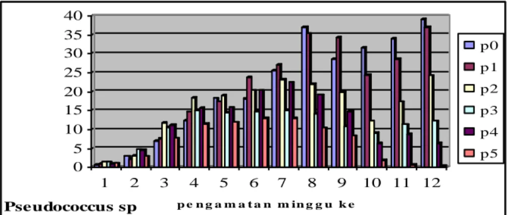 Gambar 1. Grafik rata-rata populasi Pseudococcus sp. 