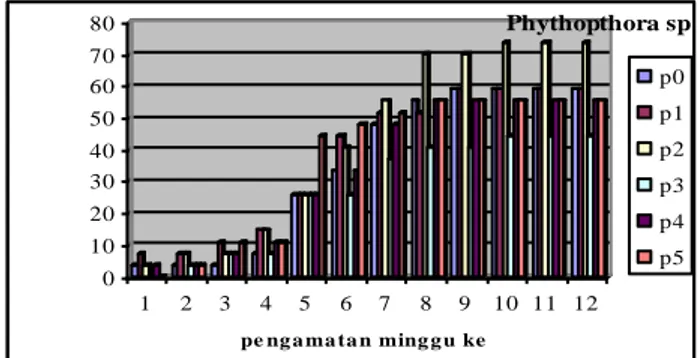 Gambar 7. Grafik rata – rata tinggi tanaman rosela