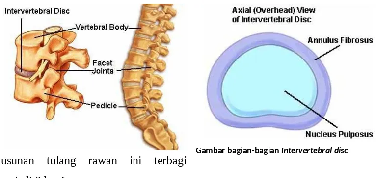 Gambar 7Gambar bagian-bagian Intervertebral disc 