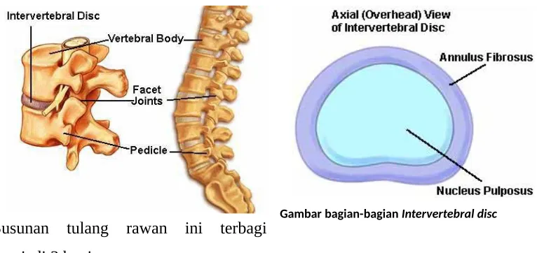 Gambar 7Gambar bagian-bagian Intervertebral disc 