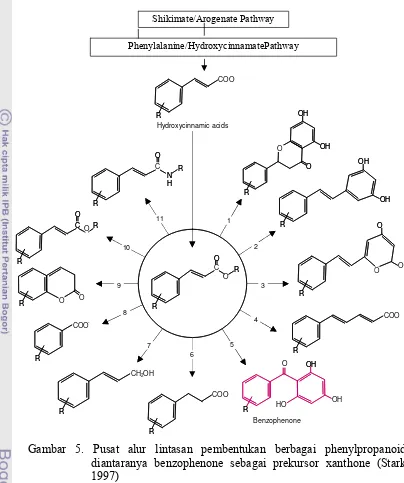 Gambar 5. Pusat alur lintasan pembentukan berbagai phenylpropanoid, 