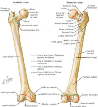 Gambar 1. Anatomi femur. (5)