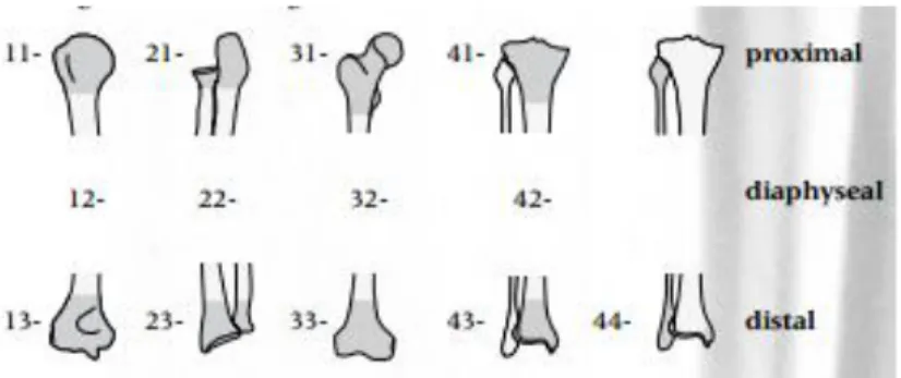 Gambar 6. Segmen pada tulang panjang. (1)