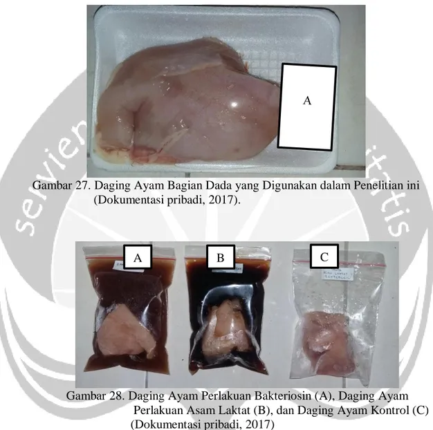 Gambar 27. Daging Ayam Bagian Dada yang Digunakan dalam Penelitian ini   (Dokumentasi pribadi, 2017)