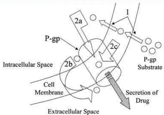 Gambar 2.5 Mekanisme pemompaan oleh Pgp (Matheny, et al., 2001). 