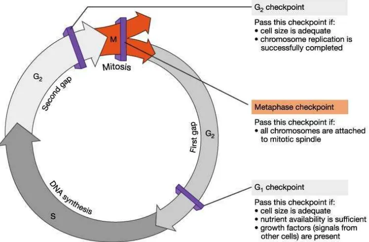 Gambar 2.6 Checkpoints siklus sel (Ruddon, 2007). 
