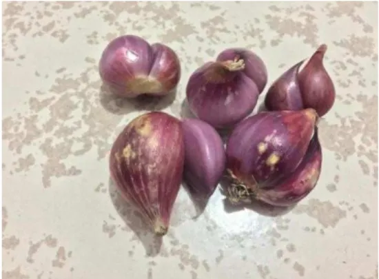 Gambar 2.1 Bawang Merah  