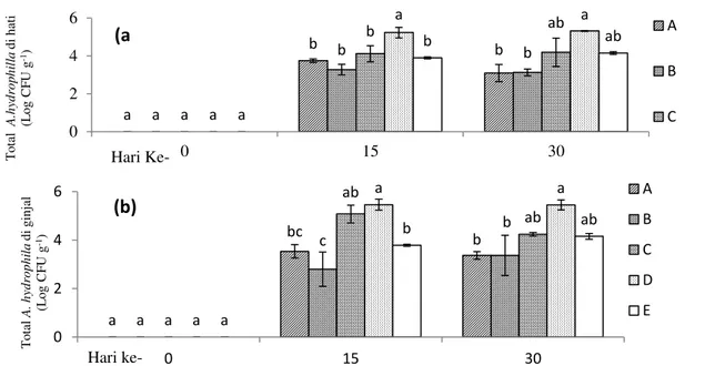 Gambar 2. Total A. hydrohila di hati (a) dan di ginjal (b) ikan lele yang dibudidayakan pada sistem bioflok  dengan sumber  karbon berbeda serta diinfeksi  A