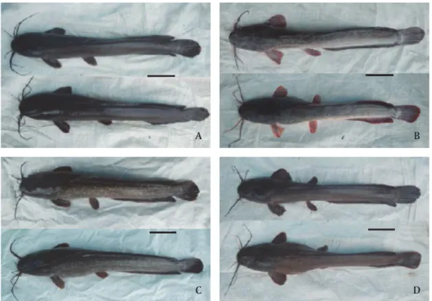 Figure 2. Samples of the African catfish strains: Mesir (A), Paiton (B), Sangkuriang (C), and Dumbo (D)  (Upper = Female, Lower = Male, Bar scale = 10 cm)