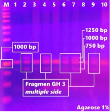 Gambar 3. Elektroforesis Hasil PCR Lele  Mutiara F1 MTMNT
