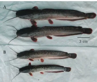 Figure 1. Growth of African catfish transgenic F-2 containing stripped catfish growth hormone gene  (Vertical bars represent standard error for ten fishes (n = 10))