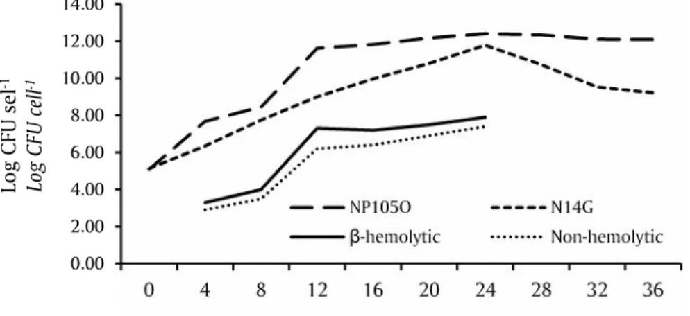 Gambar 1. Pertumbuhan S. agalactiae strain NP105O dan N 14 G secara in vitro