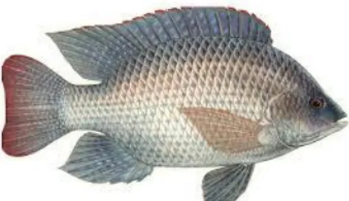 Gambar 2. Morfologi Ikan Nila (Oreochromis niloticus) 