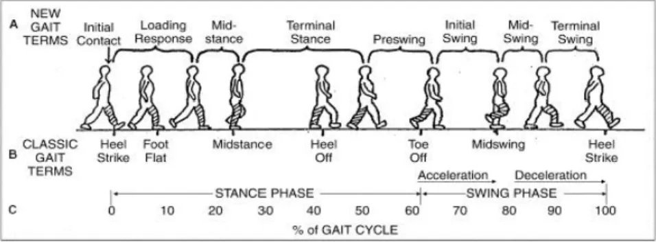 Gambar 1 Small gait cycle 