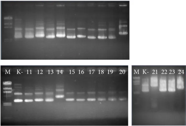 Gambar 1. Elektroforesis hasil isolasi plasmid rekombinan. M. Marka DNA λ HindIII; K-