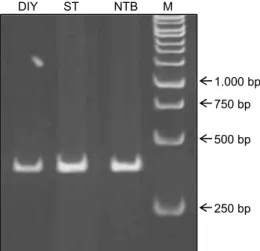 Gambar 1 .  Pita  DNA  RTBV  berukuran  430  bp  hasil  analisis  PCR  dengan  primer  spesifik  RTBV