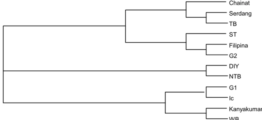 Gambar 5 .  Dendrogram kekerabatan genetik beberapa isolat dan strain RTBV berdasarkan variasi asam amino pada  sebagian ORF2