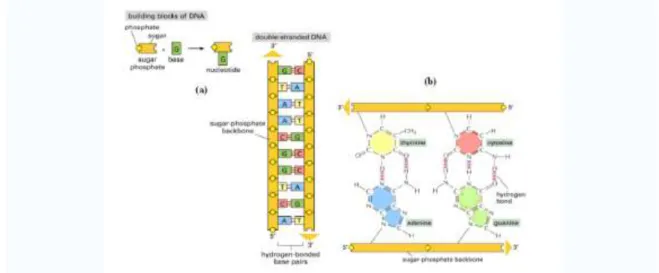 Gambar  1.  (a)  Pembentukan  Secara  Skematik  Struktur  DNA  dari  Gula  Fosfat  Sebagai  ‘backbone‛ dan Basa Nukleotida