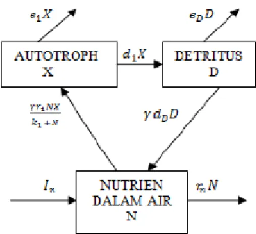 Gambar 1 Model tiga komponen dari kolam nutrisi abiotik, autotrof, dan detritus