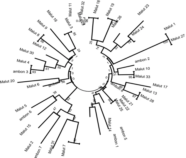 Gambar 2. Pohon filogenetik ikan tuna sirip kuning (Thunnus albacares) menggunakan metode neighbor- neighbor-joining dengan Kimura 2-parameter dari dua populasi di perairan Maluku, Indonesia (Maluku Utara = 