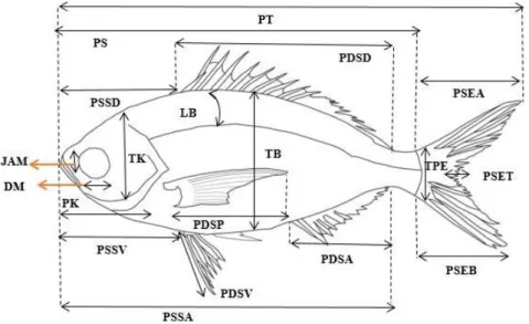 Gambar 1. Parameter Morfometrik Ikan Ekor Kuning (Caesio cuning) (Fitriadi et., 2012).