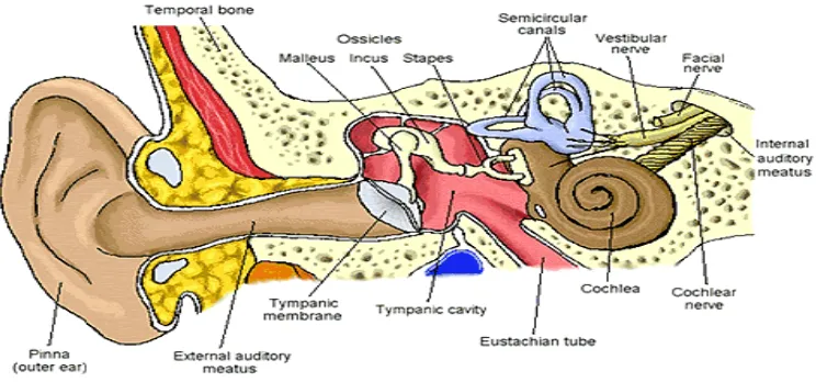 Gambar 1. Anatomi Telinga 