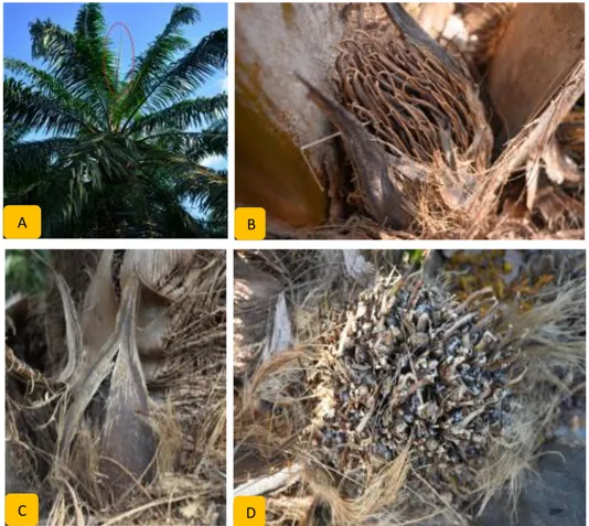 Gambar 6.  Beberapa gejala stress kekeringan pada tanaman kelapa sawit: (a) Muncul lebih  dari 2 daun tombak (b) Bunga betina yang kering (c) bunga jantan yang kering  (d) Malformasi tandan 