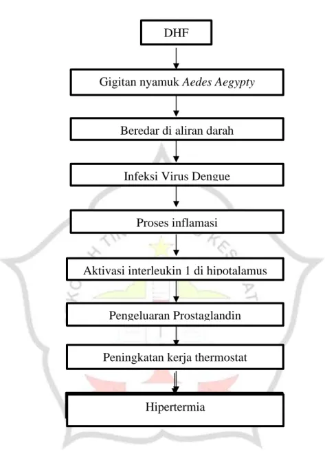 Gambar  1 Pathway DHF DHF 