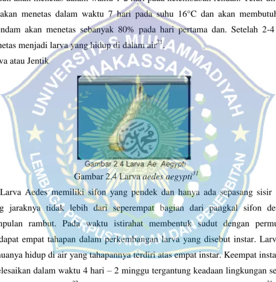 Gambar 2.4 Larva aedes aegypti 31 