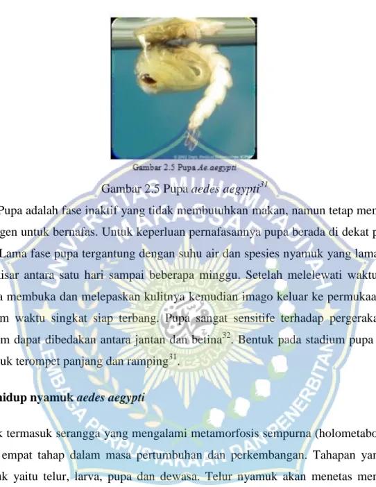 Gambar 2.5 Pupa aedes aegypti 31 