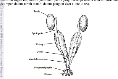 Gambar 2 Organ reproduksi jantan pada biawak. (Sumber: Kardong 2008). Biawak memiliki sepasang testis, epididymis, ductus deferens dan hemipenis