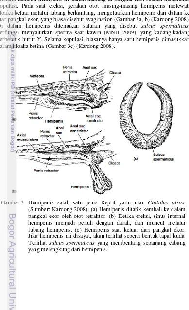 Gambar 3 Hemipenis salah satu jenis Reptil yaitu ular Crotalus atrox.  