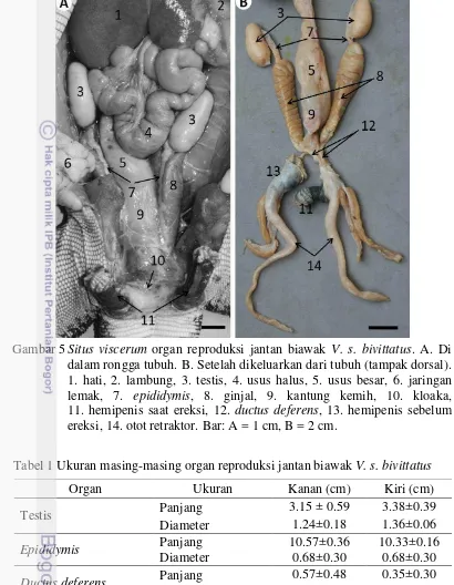 Tabel 1 Ukuran masing-masing organ reproduksi jantan biawak V. s. bivittatus 