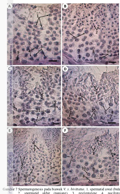 Gambar 7 Spermatogenesis pada biawak V. s. bivittatus. 1. spermatid awal (bulat), 2. spermatid akhir (panjang), 3
