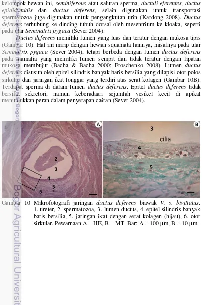 Gambar 10 Mikrofotografi jaringan ductus deferens biawak V. s. bivittatus. 