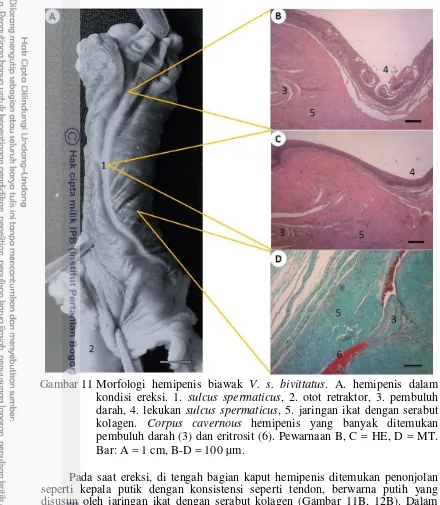 Gambar 11 Morfologi hemipenis biawak V. s. bivittatus. A. hemipenis dalam kondisi ereksi
