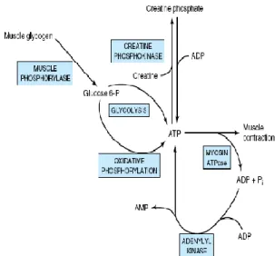 Gambar 1. Sumber ATP pada otot rangka 