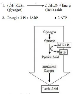 Gambar 2.Glikolisis anaerobik (anaerobic glycolysis) dalam sel  otot. 