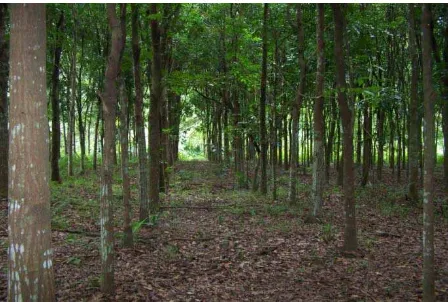 Gambar 1. Pola tanam hutan rakyat murni/ (b). Hutan rakyat campuran (monoculture (mahoni) polyculture), yaitu hutan rakyat yang terdiri dari berbagai 