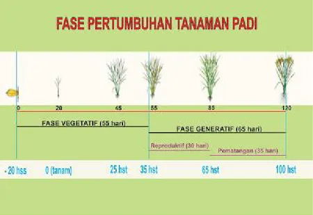 Gambar 1. Fase pertumbuhan tanaman padi 