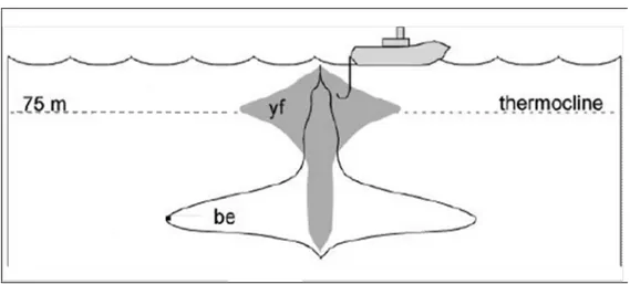 Gambar 4. Pola distribusi vertikal ikan tuna (Grubb &amp; Holland 2001) Figure 4. Vertical distribution of tunas (Grubb &amp; Holland 2001)