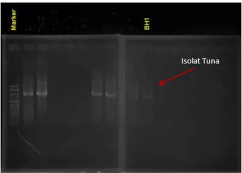 Gambar 3. Isolat tuna melalui elektroforesis