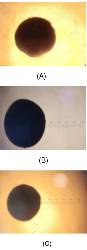 Gambar 2. Mikrokapsul salbutamol sulfat formula (A) I,(B) II, (C) III dengan kecepatan pengadukan 700 putaran per menit (dilihat dengan mikroskop optik dengan perbesaran 4x10) 