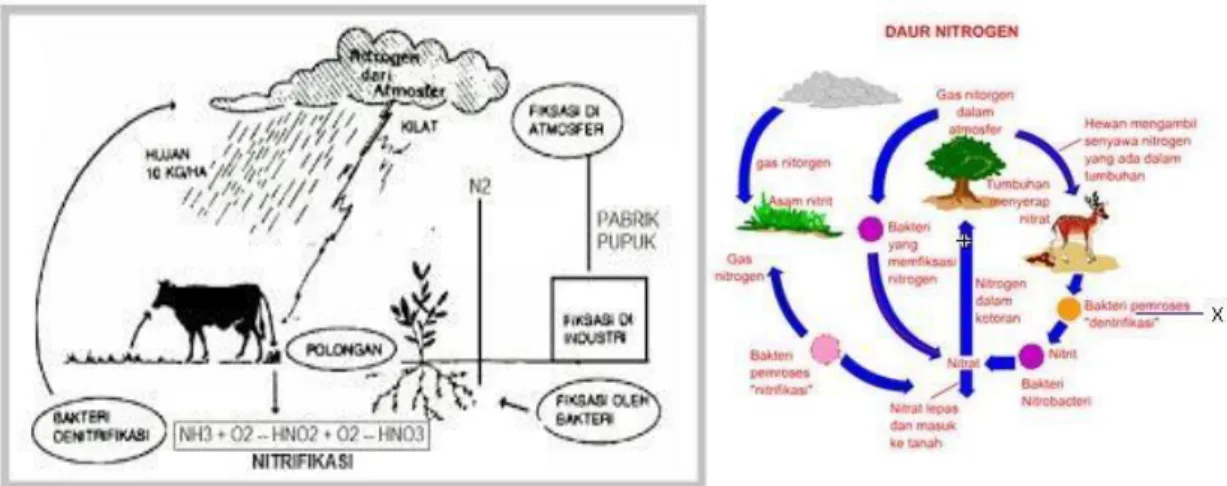 Gambar 4.1 Siklus Nitrogen 